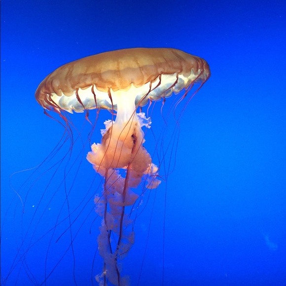 Meet your Posher, Knz - Picture 1 of 1